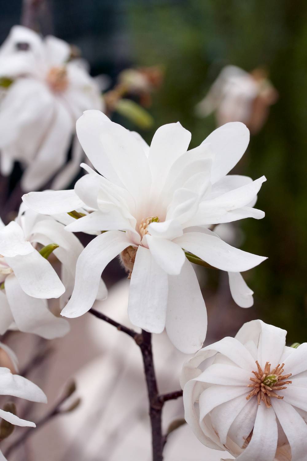 Magnolia loebneri 'Leonard Messel'