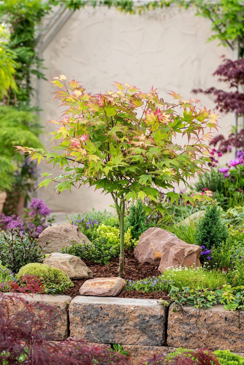 Acer palmatum 'Ueno-Yama' - ECLOZ - Érable du Japon