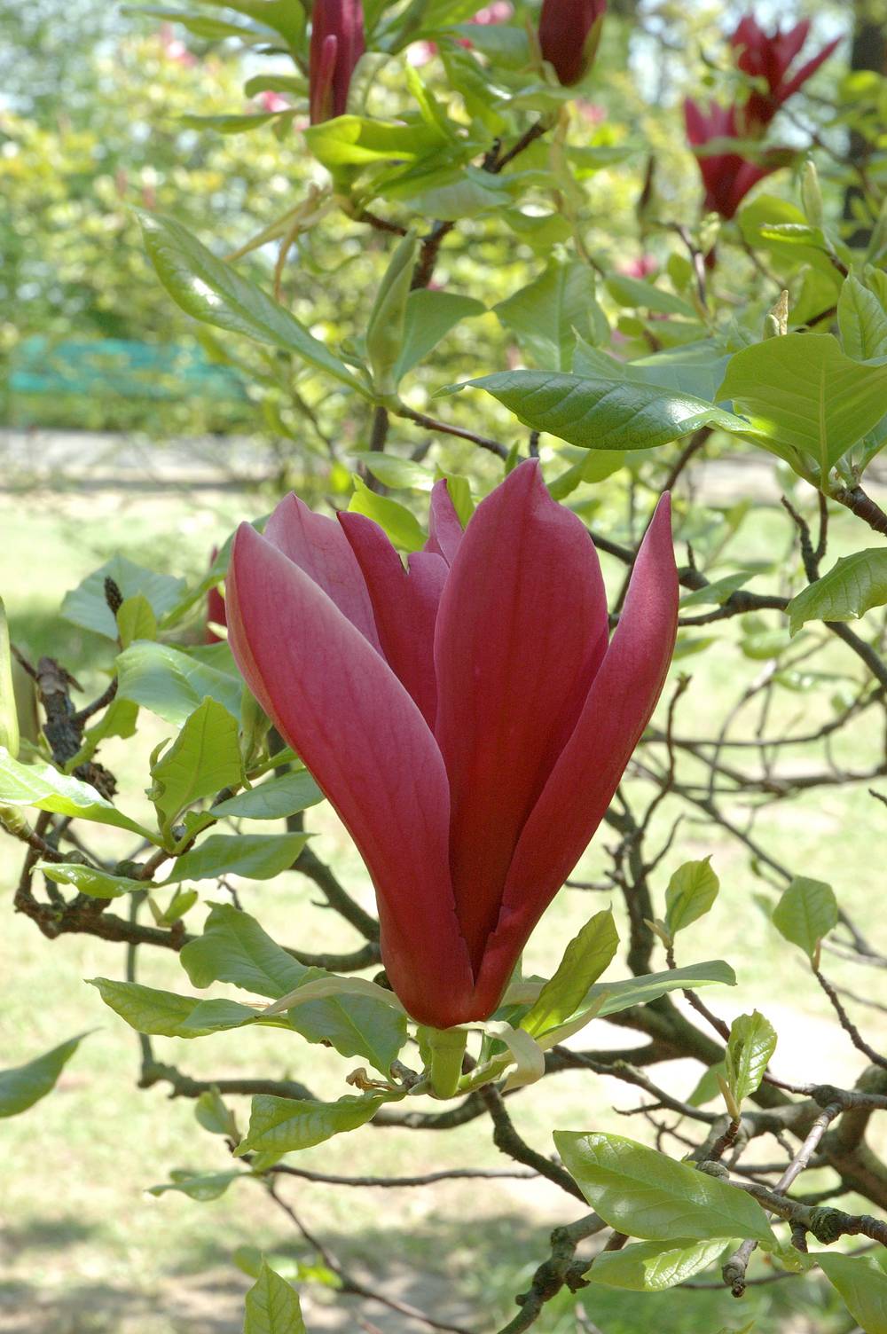 Magnolia liliflora 'Nigra'