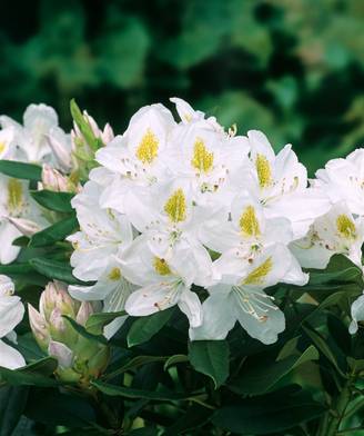 Rhododendron hybride 'Madame Masson'
