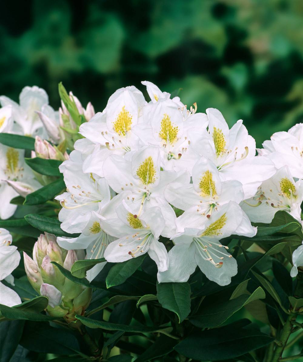 Rhododendron hybride 'Madame Masson'