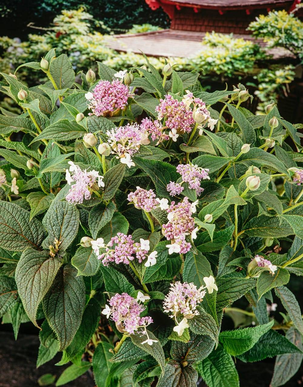 Hydrangea involucrata 'Yoraku' - Hortensia