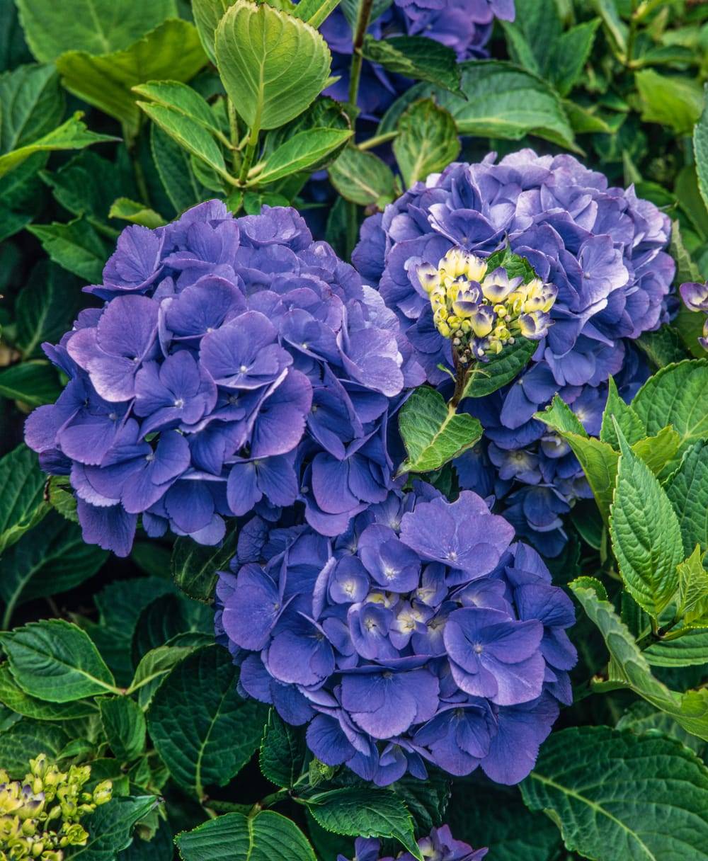 Hydrangea macrophylla 'Mathilde Gutges' - Hortensia