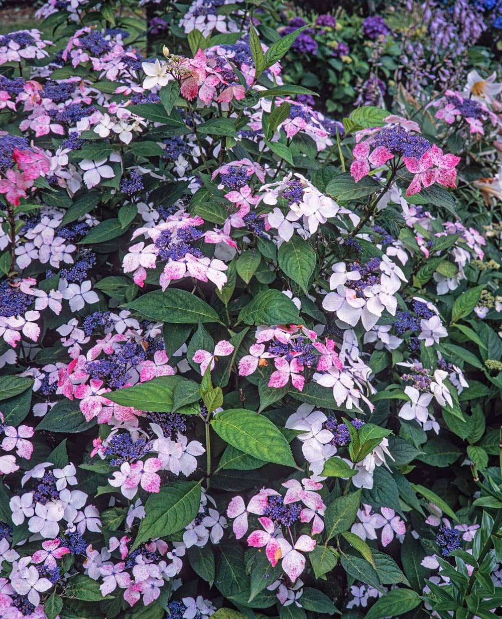 Hydrangea serrata 'Grayswood' - Hortensia