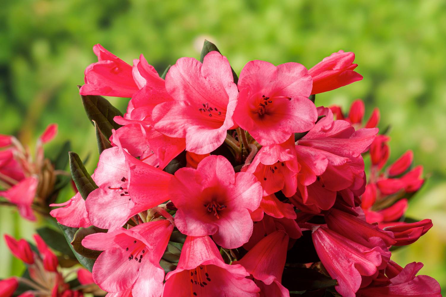 Rhododendron 'Winsome' - Rhododendron nain rose