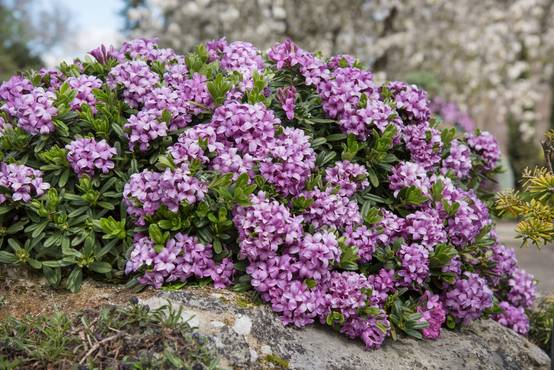 Daphne transatlantica 'Eternal Fragance' - Bois-joli