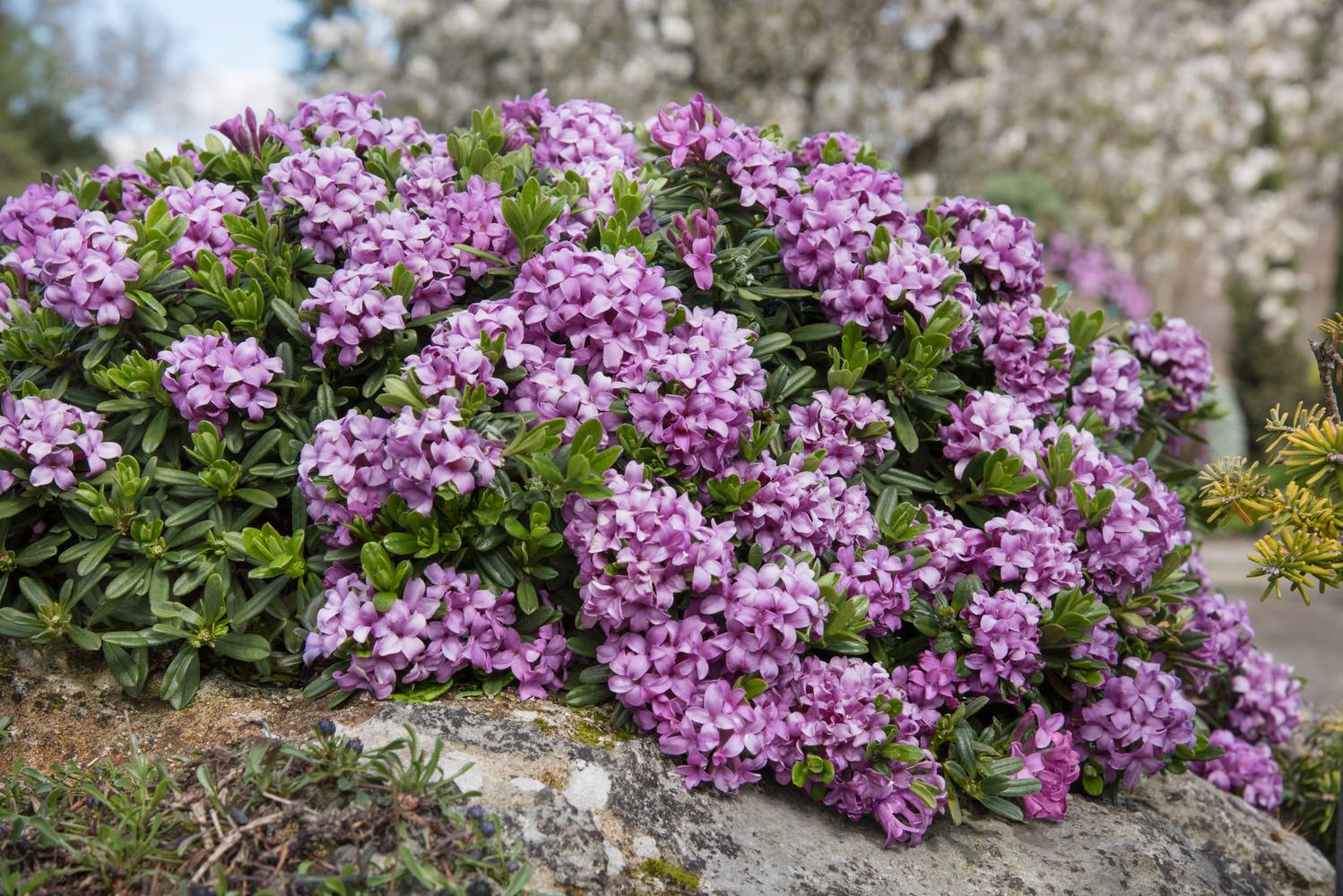 Daphne transatlantica 'Eternal Fragance' - Bois-joli