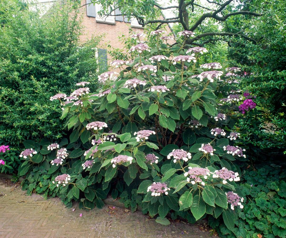 Hydrangea aspera 'Anthony Bullivant' - Hortensia velu