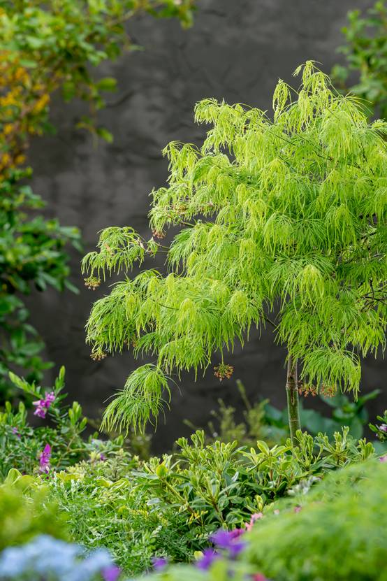 Acer palmatum 'Dissectum' - Érable du Japon