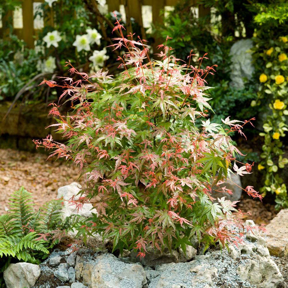 Acer palmatum 'Phoenix' - Érable du Japon