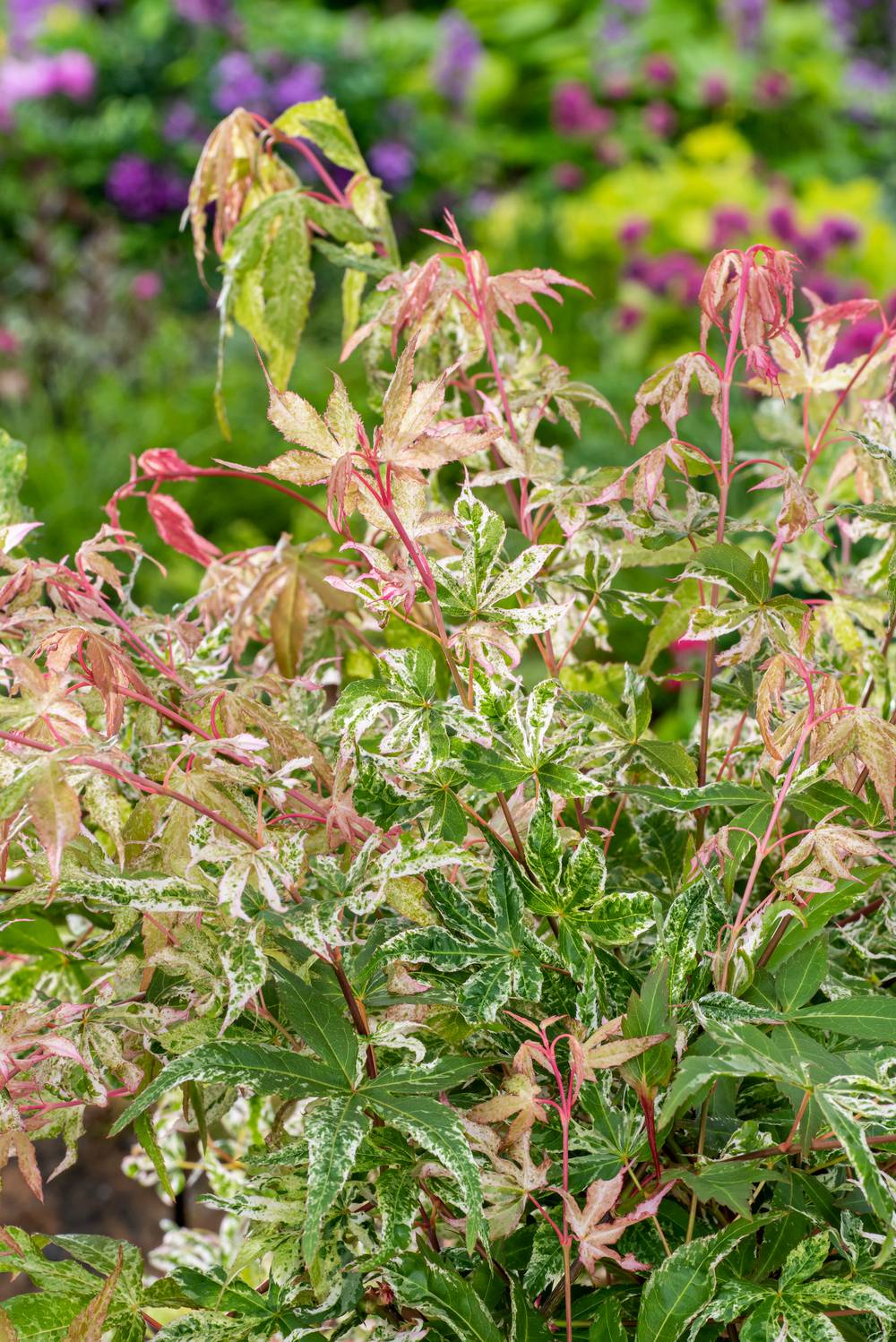 Acer palmatum 'Uki-gumo' - Érable du Japon
