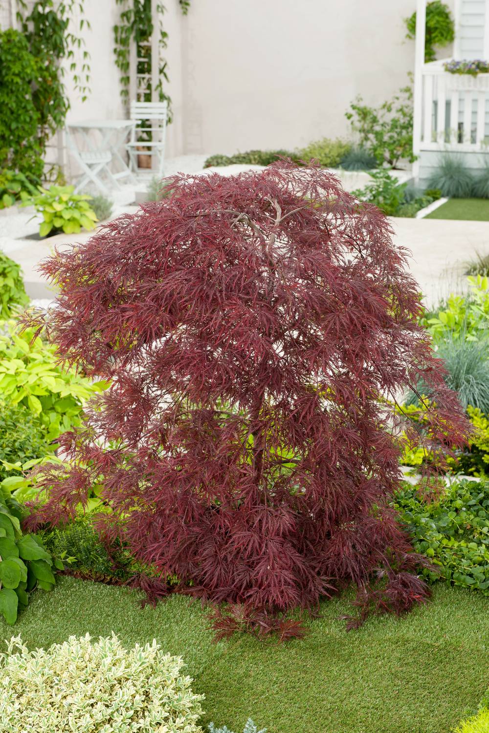 Ecloz - Acer palmatum dissectum 'Inaba-Shidare' - ECLOZ - Érable du Japon
