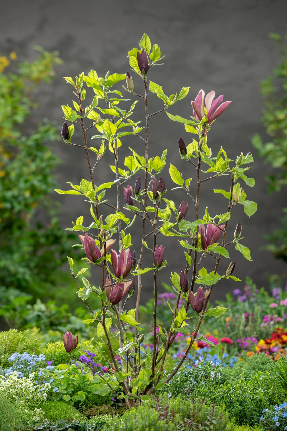 Magnolia Pinkie