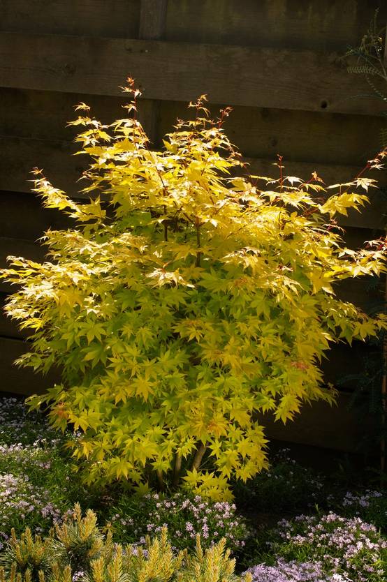 Acer palmatum 'Summer Gold' - Érable du Japon