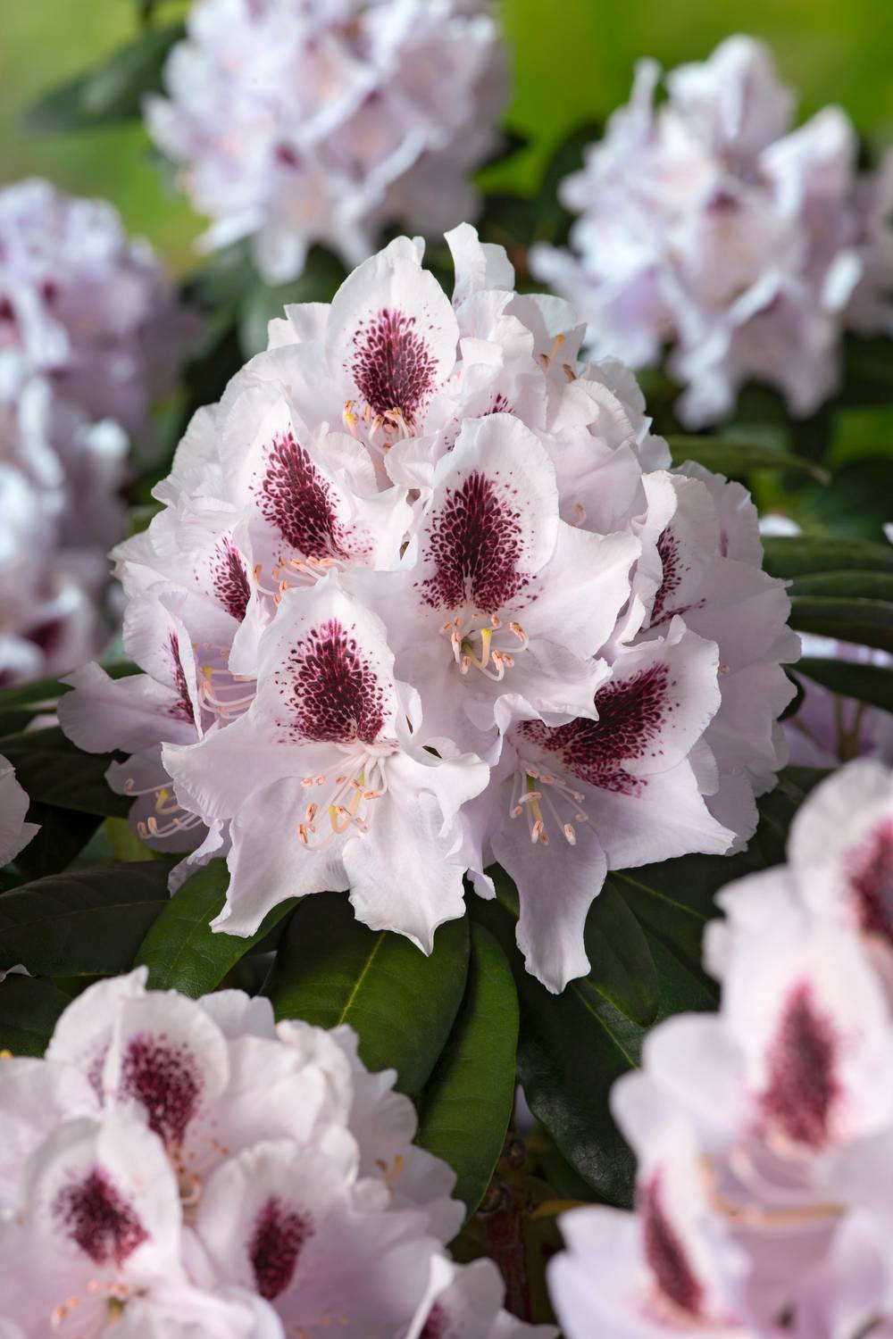 Rhododendron 'Calsap' - Pot de 5 litres - Jardiland