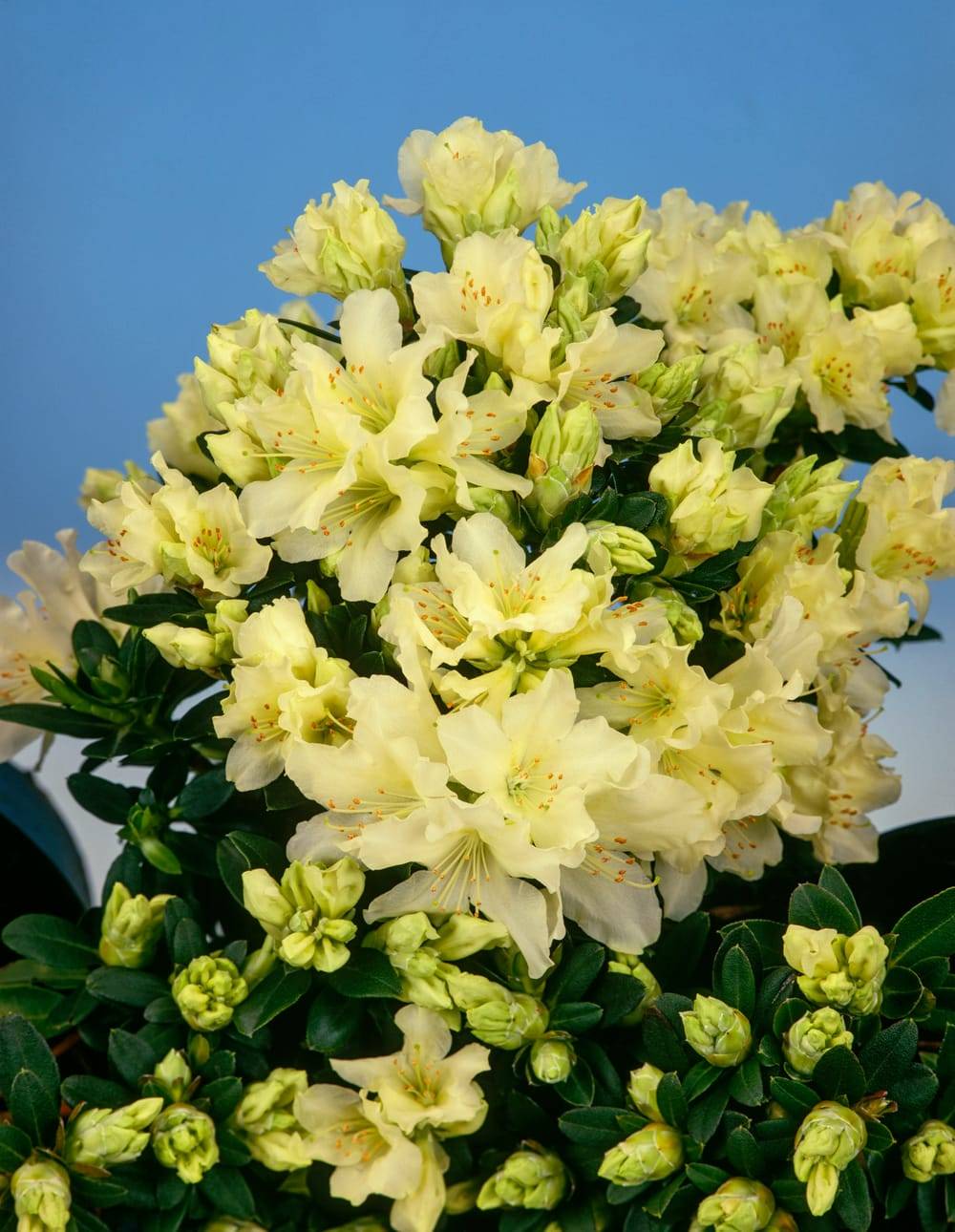 Rhododendron nain 'Patty Bee'