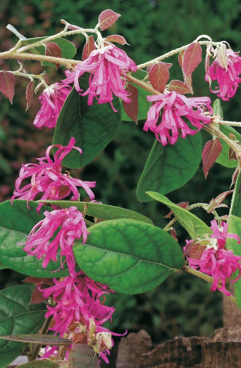 Loropetalum rubrum 'Burgundy'