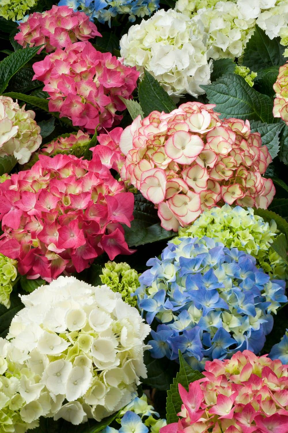 Hydrangea macrophylla 'Hanabi' - Hortensia