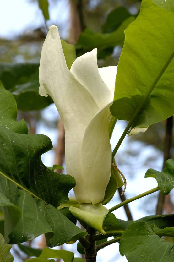 Magnolia 'Manchu Fan'