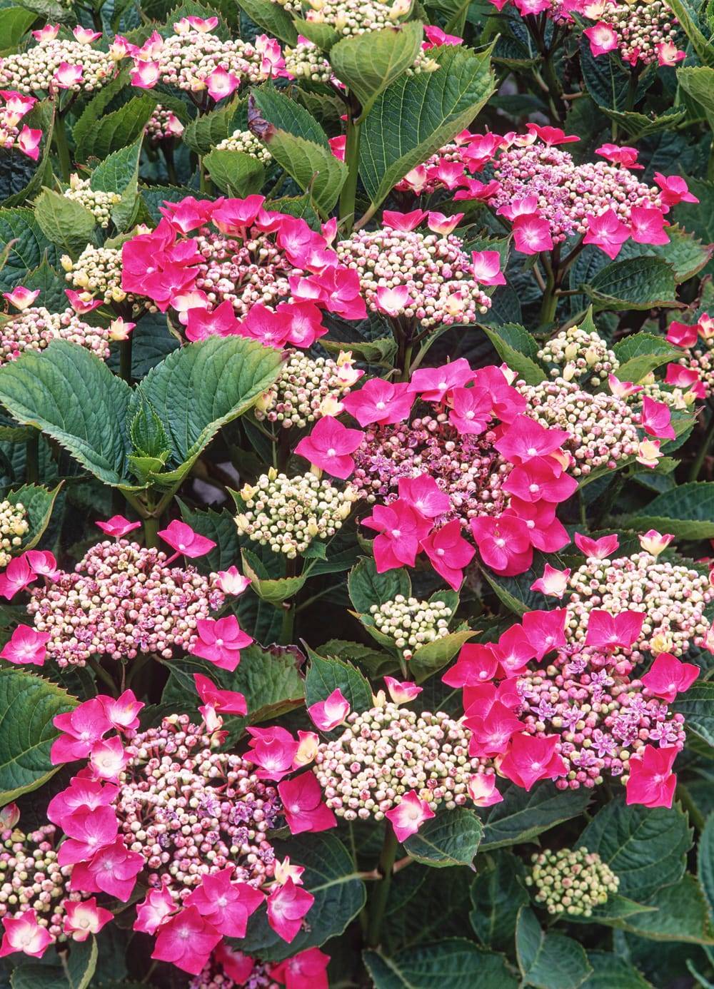 Hydrangea macrophylla 'Buchfink' - Hortensia