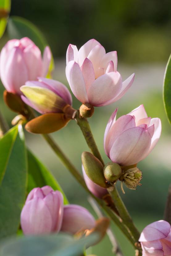 Michelia Fairy Magnolia Blush®
