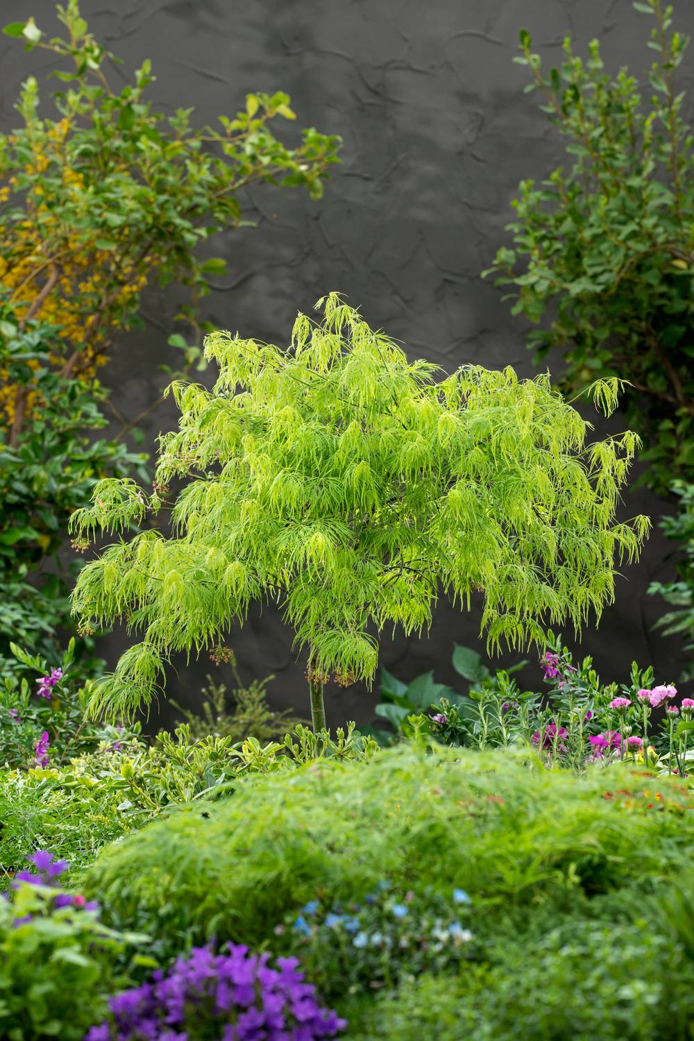 Ecloz - Acer palmatum Dissectum 'Viridis' - ECLOZ - Érable du Japon