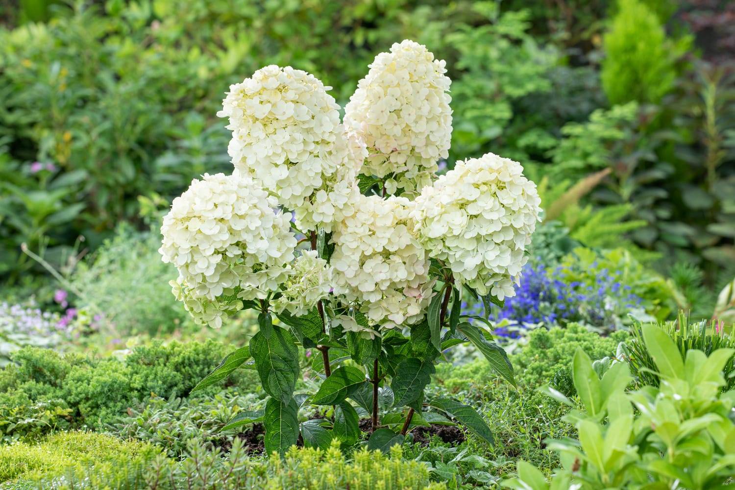 Hydrangea paniculata 'Bobo'® - Hortensia paniculé