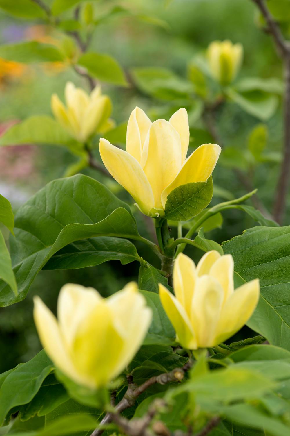 Magnolia 'Burgundy Star'