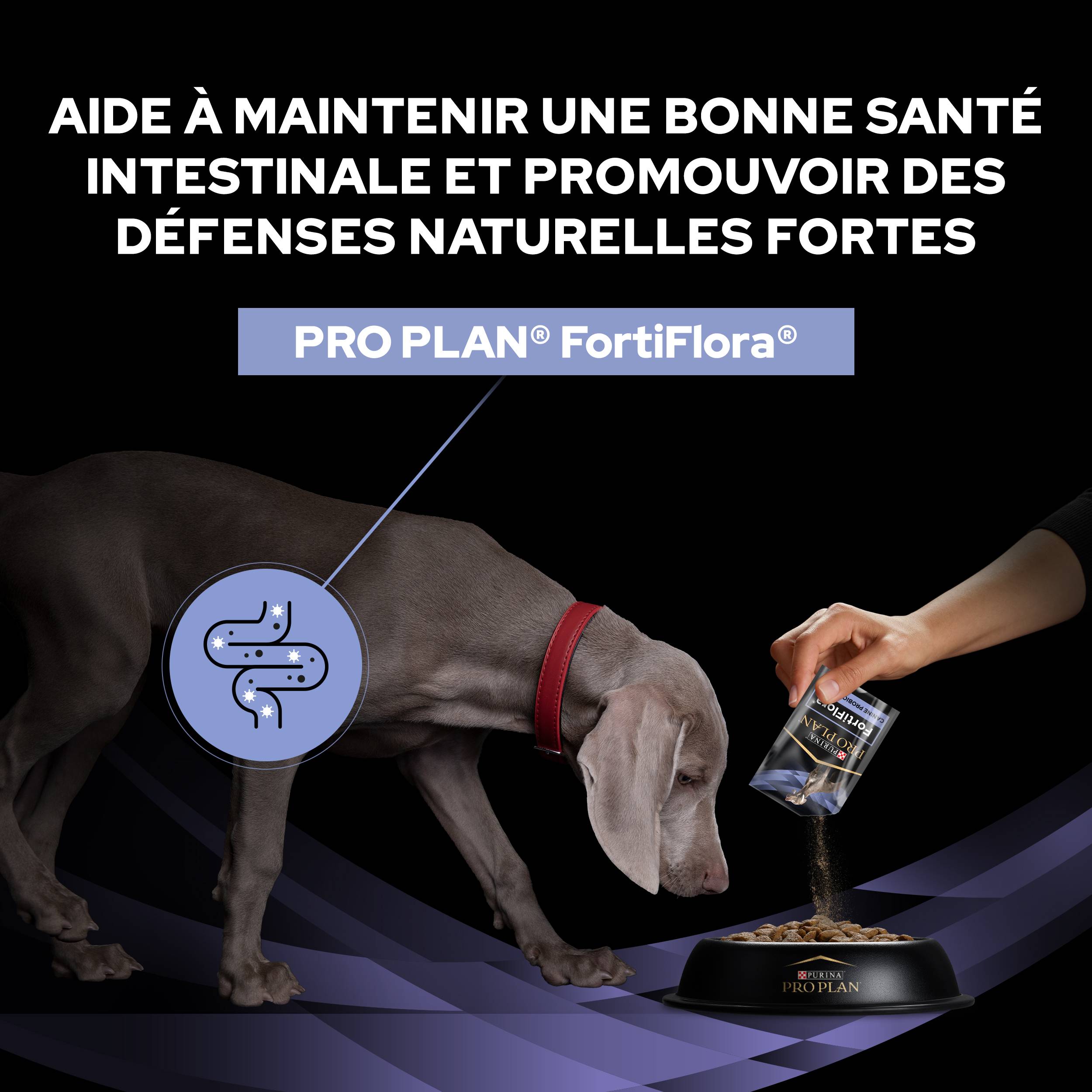 Purina Pro Plan - PRO PLAN FortiFlora - 30 g - Formule pour chiens - Image 9