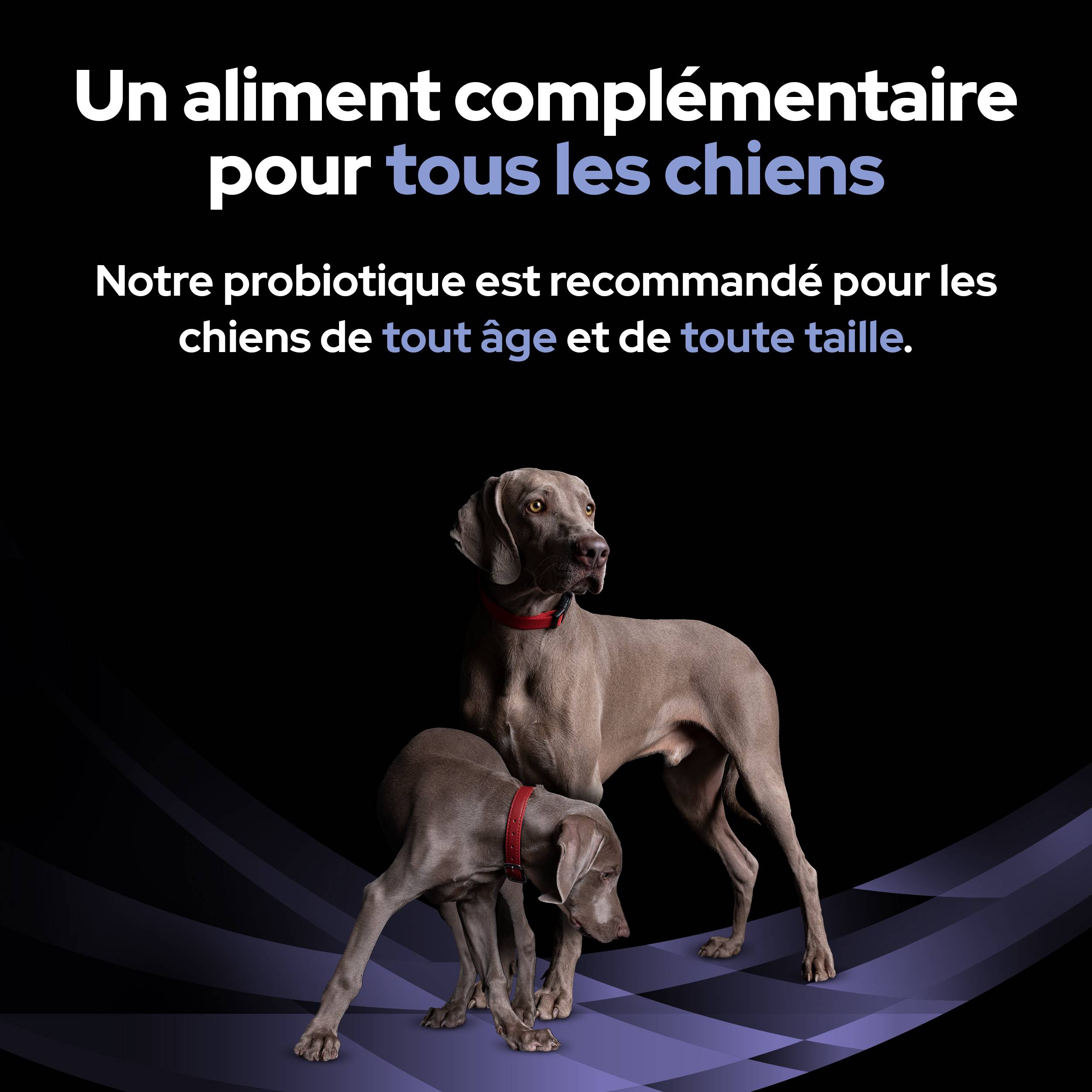 Purina Pro Plan - PRO PLAN FortiFlora - 30 g - Formule pour chiens - Image 2