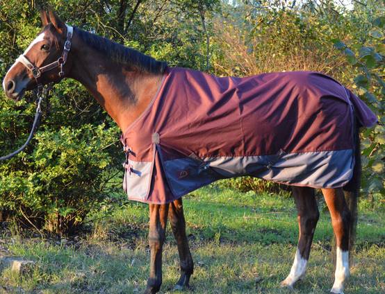 Lacme - Chemise imperméable 125 cm - Bordeaux - En Sac Zippé - LACMÉ - Image 2