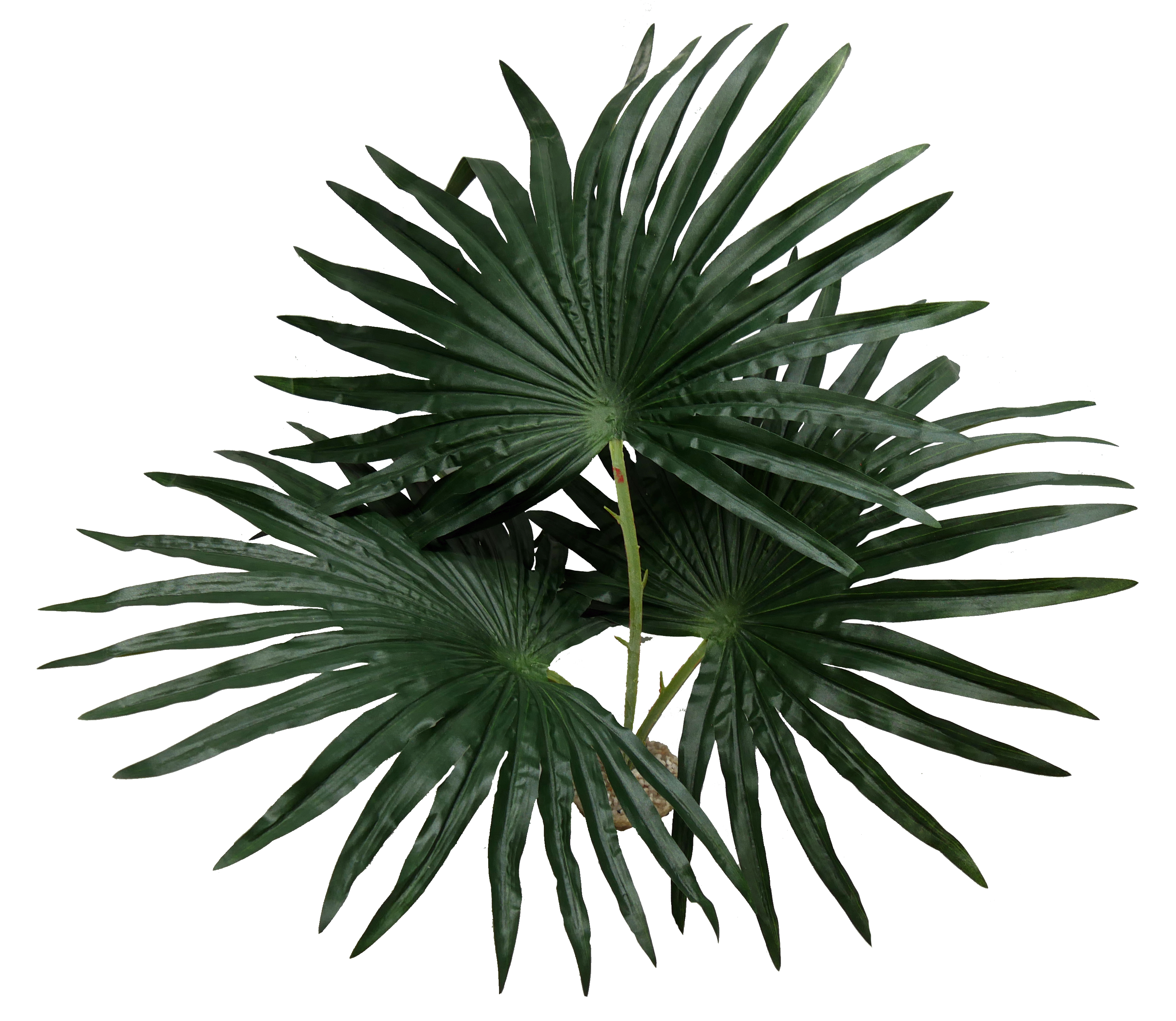 Labéo - Feuilles de palmier Chamaerops d'une hauteur de 35 cm