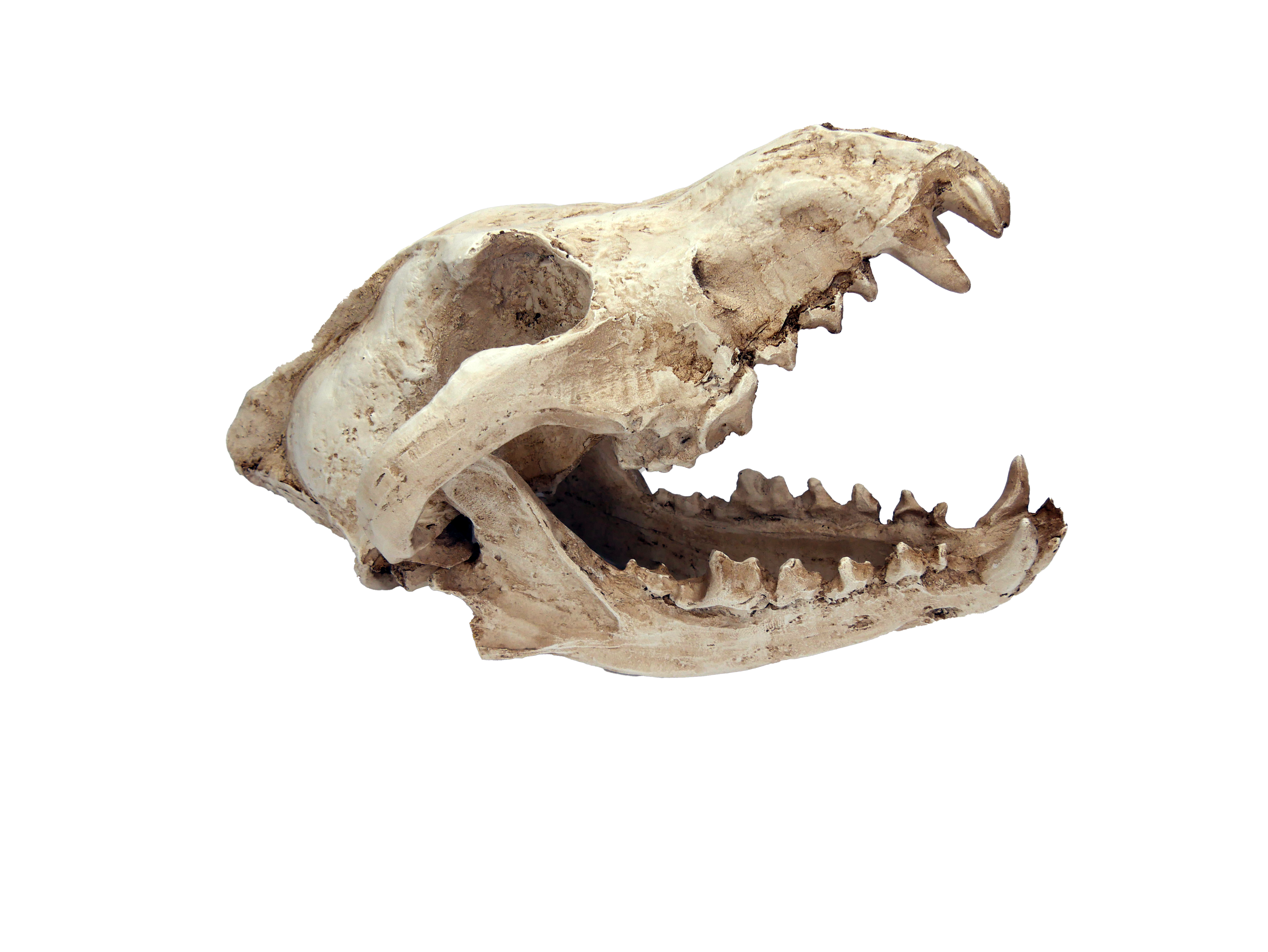 Labéo - Imitation de crâne canis avec mâchoire articulable