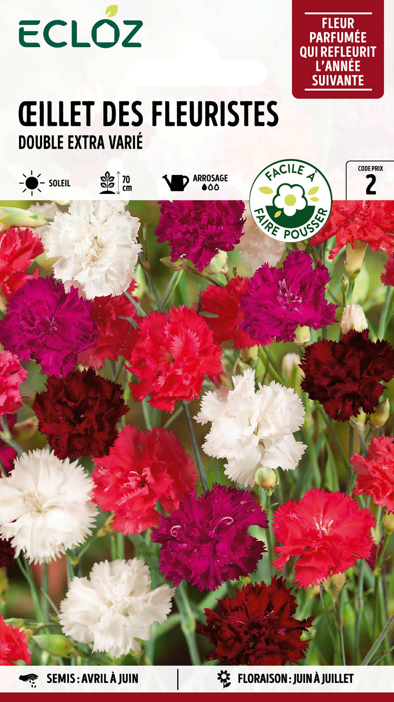 Ecloz - Œillet des Fleuristes double varié Extra graines sachet 0,8 g - ECLOZ - Image 1