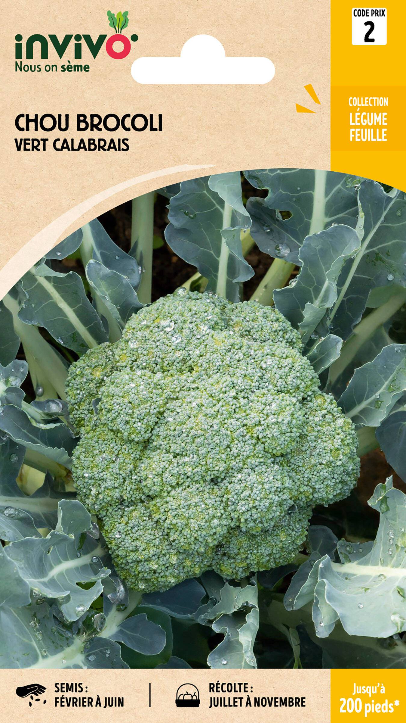 Invivo Nous On Sème - Chou Brocoli Vert Calabrais sachet de 1,5g - Série 2 - INVIVO Nous on sème