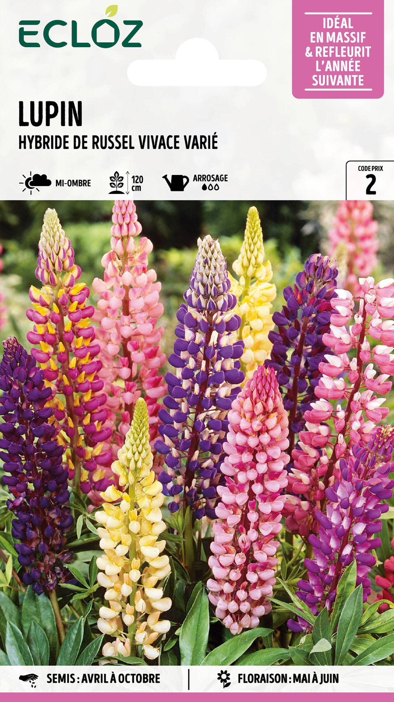 Ecloz - Lupin hybride de Russel vivace varié graines sachet 4 g - ECLOZ