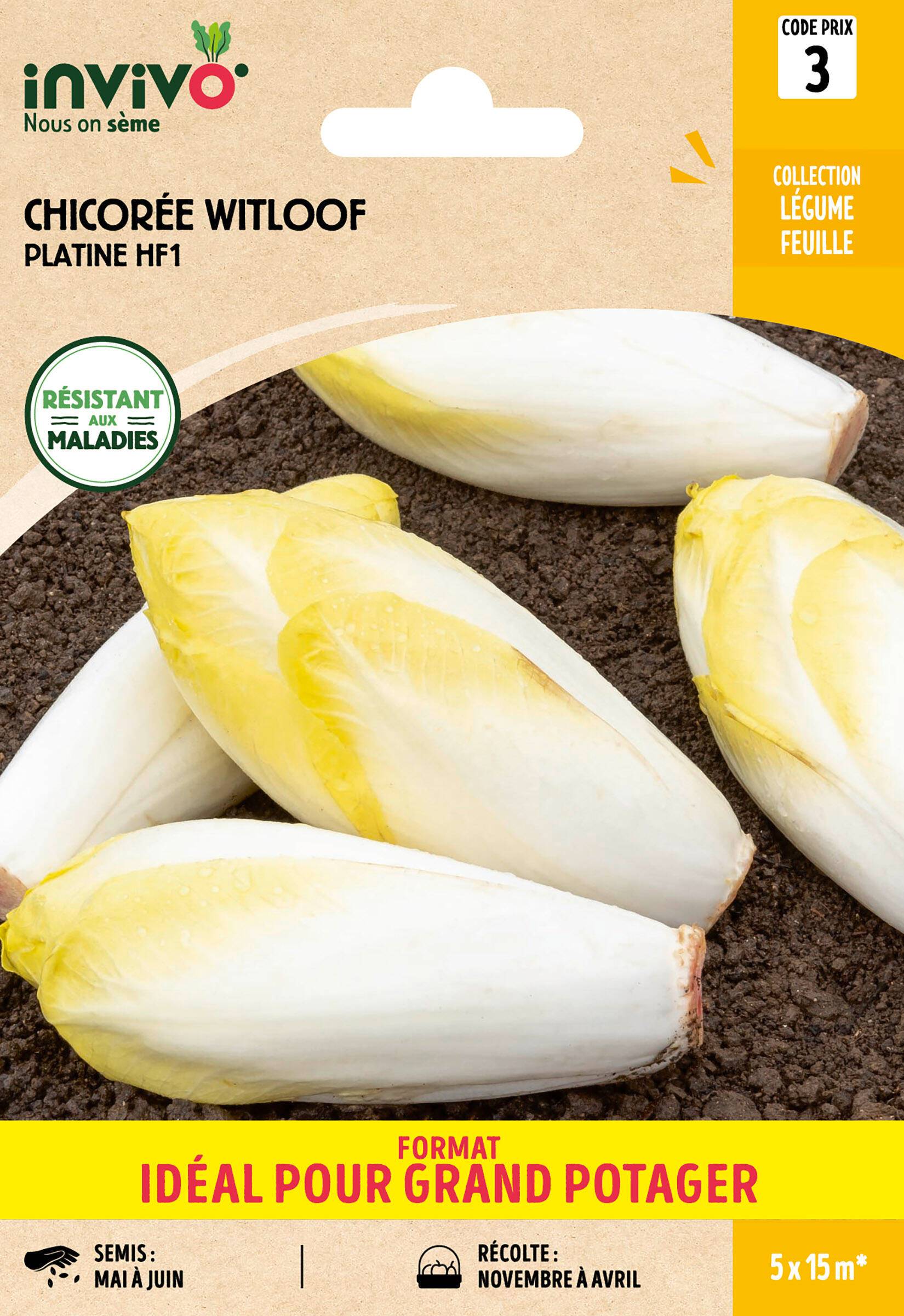 Invivo Nous On Sème - Chicorée Witloof (endive) Platine HF1 sachet de 6g grand modèle - Série 3 - INVIVO Nous on sème - Image 1