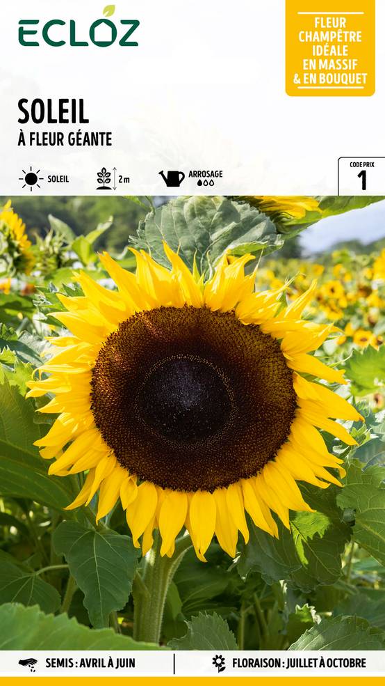 Ecloz - Soleil à fleur géante graines sachet 3 g - ECLOZ