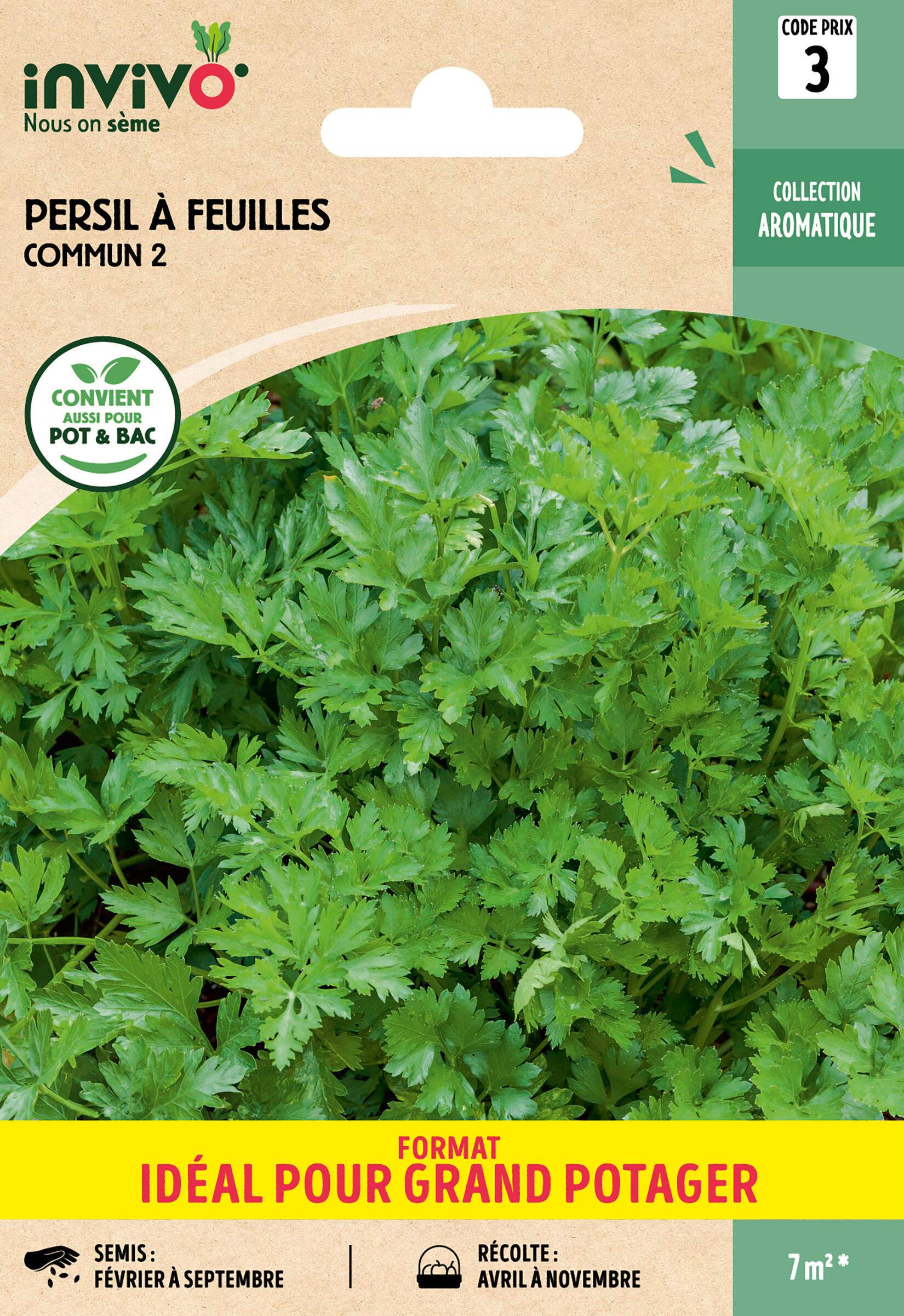 Invivo Nous On Sème - Persil à feuilles commun graines sachet    13 g - INVIVO Nous on sème - Image 1