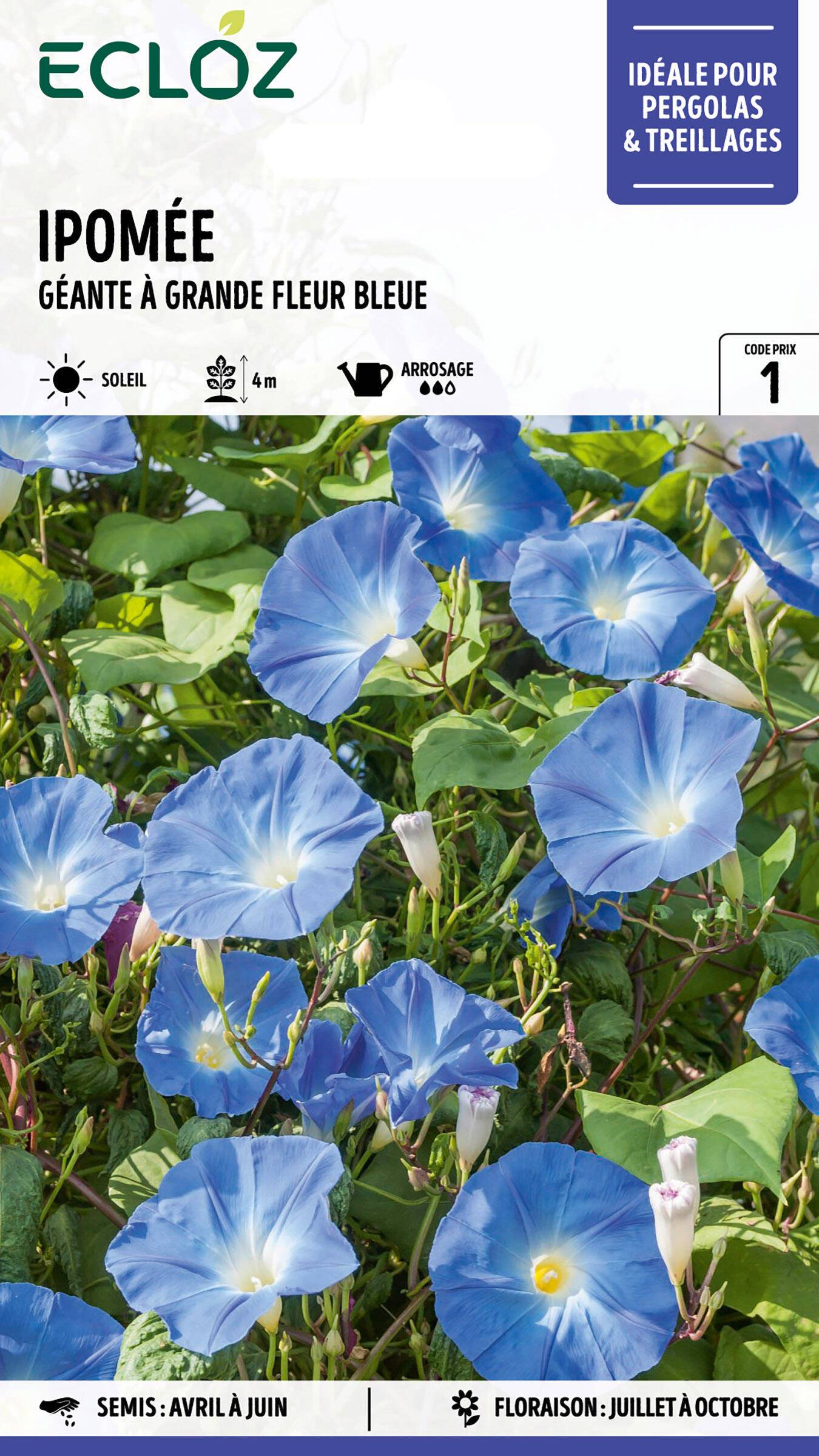 Ecloz - Ipomée géante à grande fleur bleue graines sachet 4 g - ECLOZ