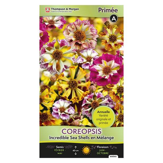 Thompson Shell Graines de Coreopsis Incredible Sea Shells en mélange - Thompson ...