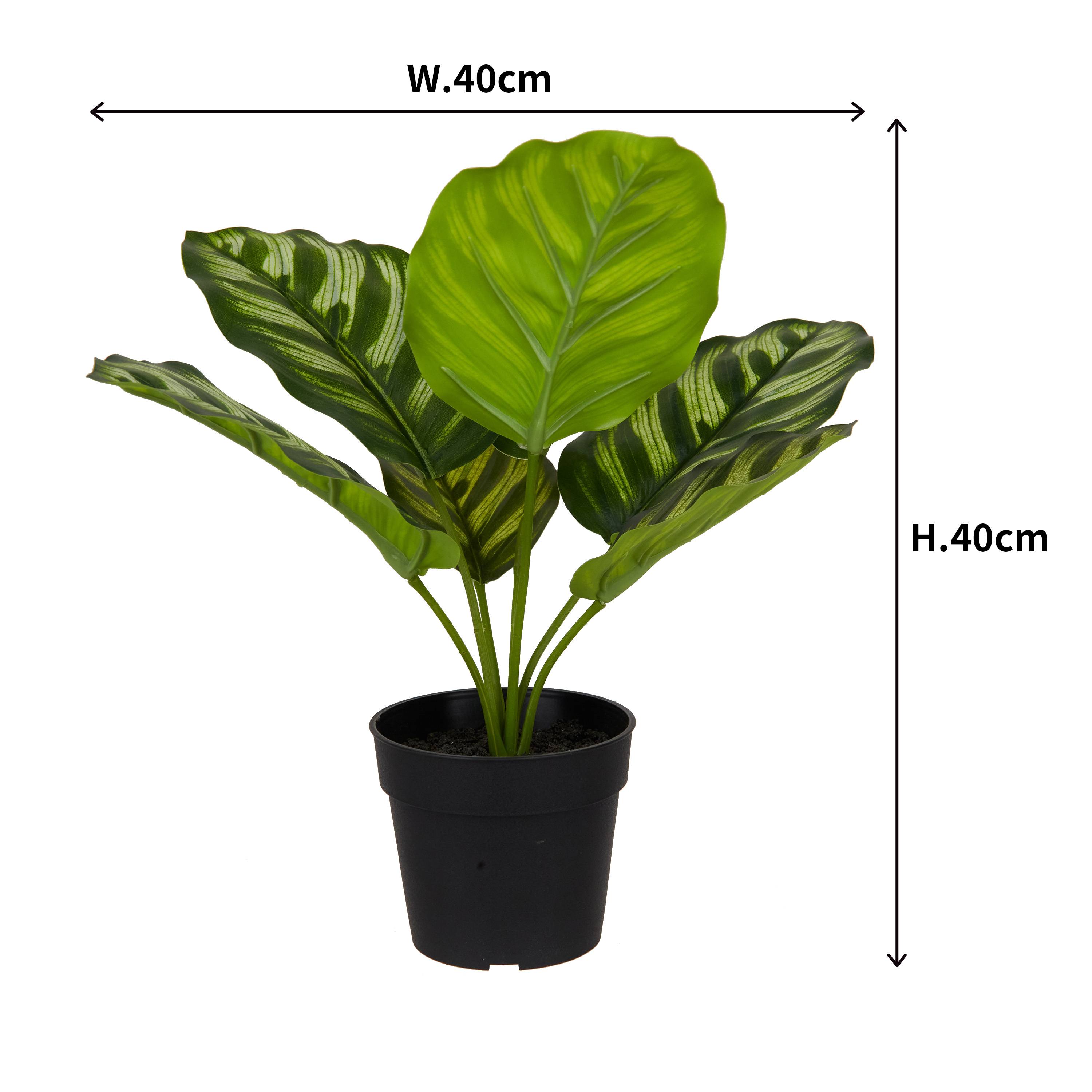 Ecloz - Calathéa artificiel en pot - H. 23 cm - ECLOZ - Image 3