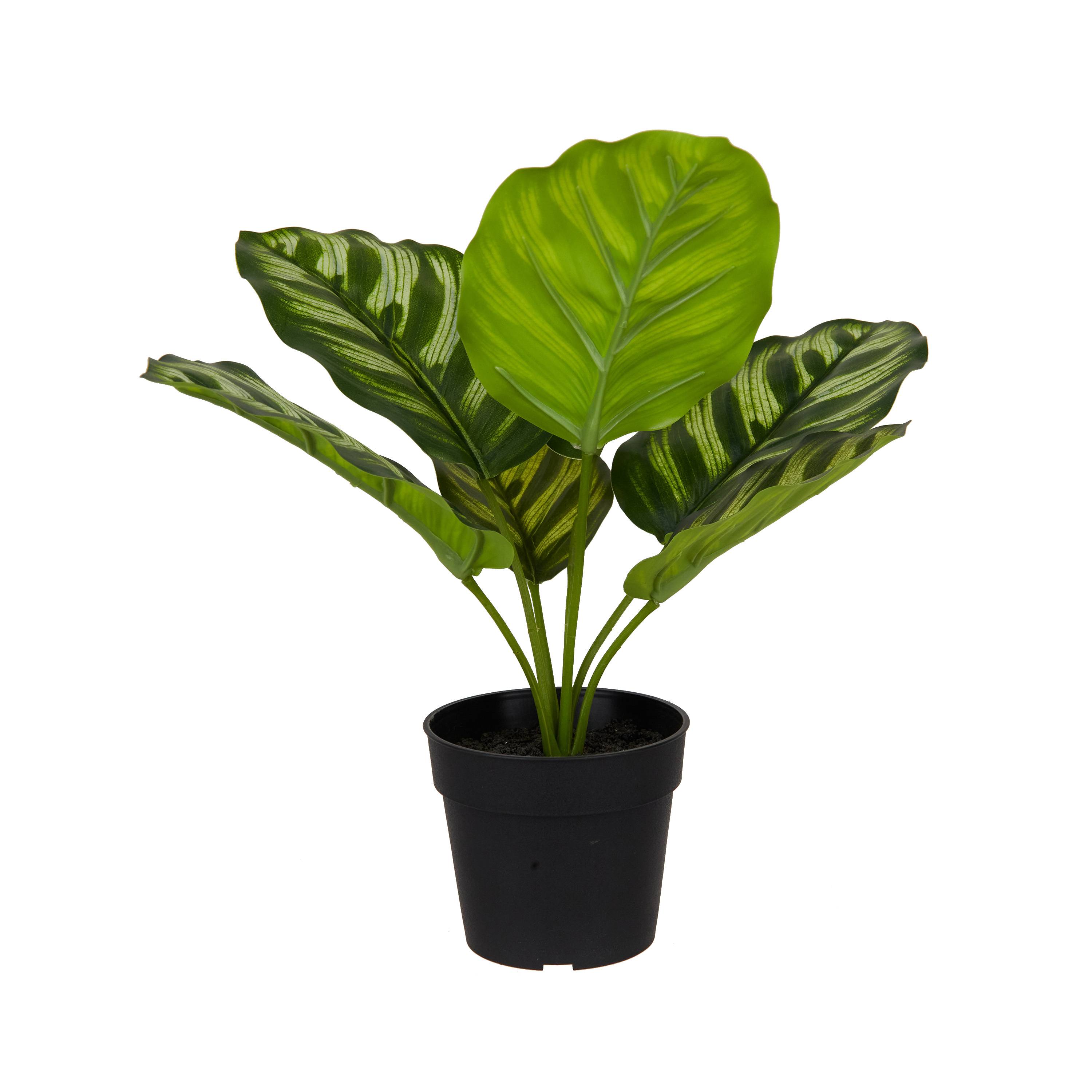 Ecloz - Calathea artificial en maceta - H. 23 cm - ECLOZ - Imagen 1