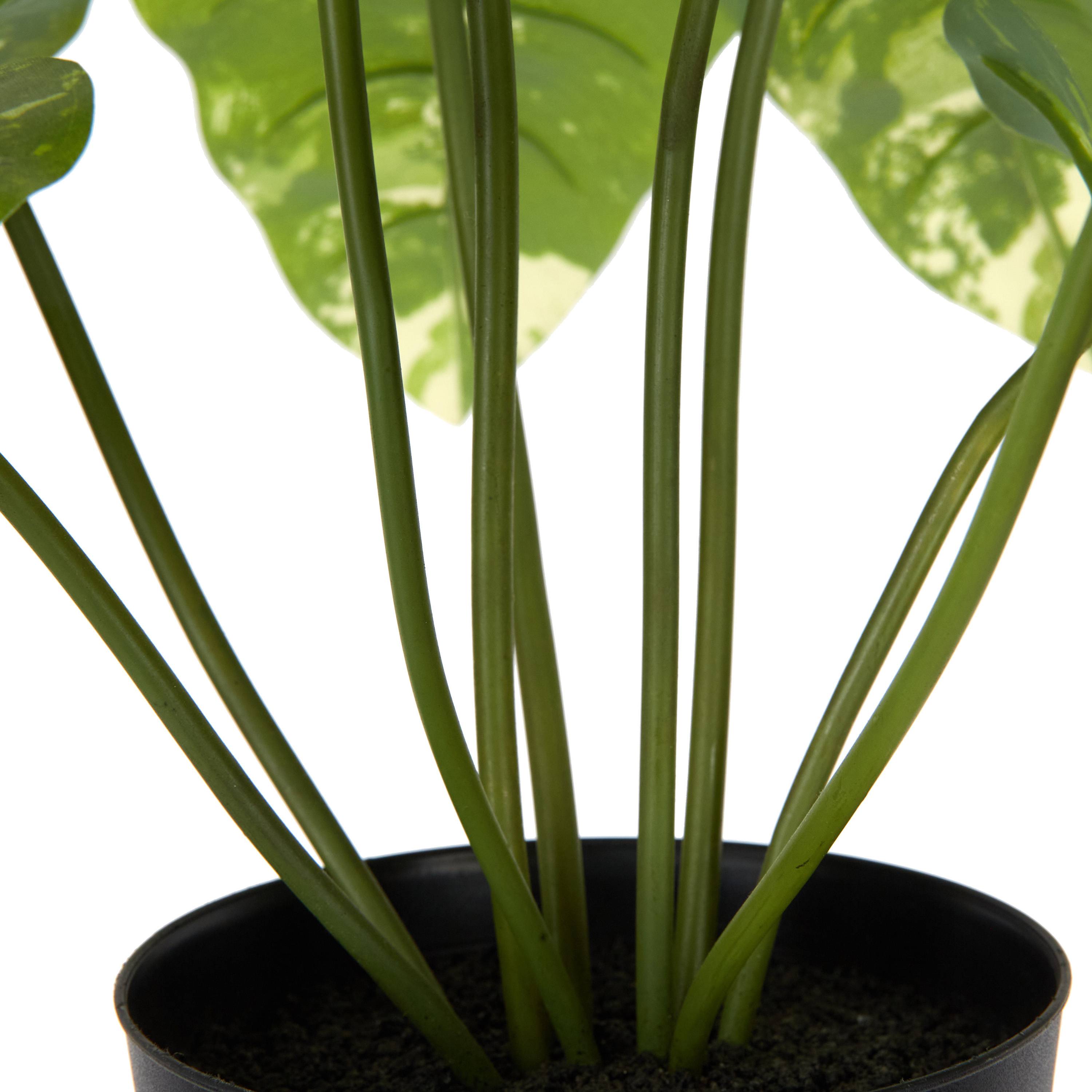 Ecloz - Alocasia panachée artificielle en pot - H. 51 cm - ECLOZ - Image 2