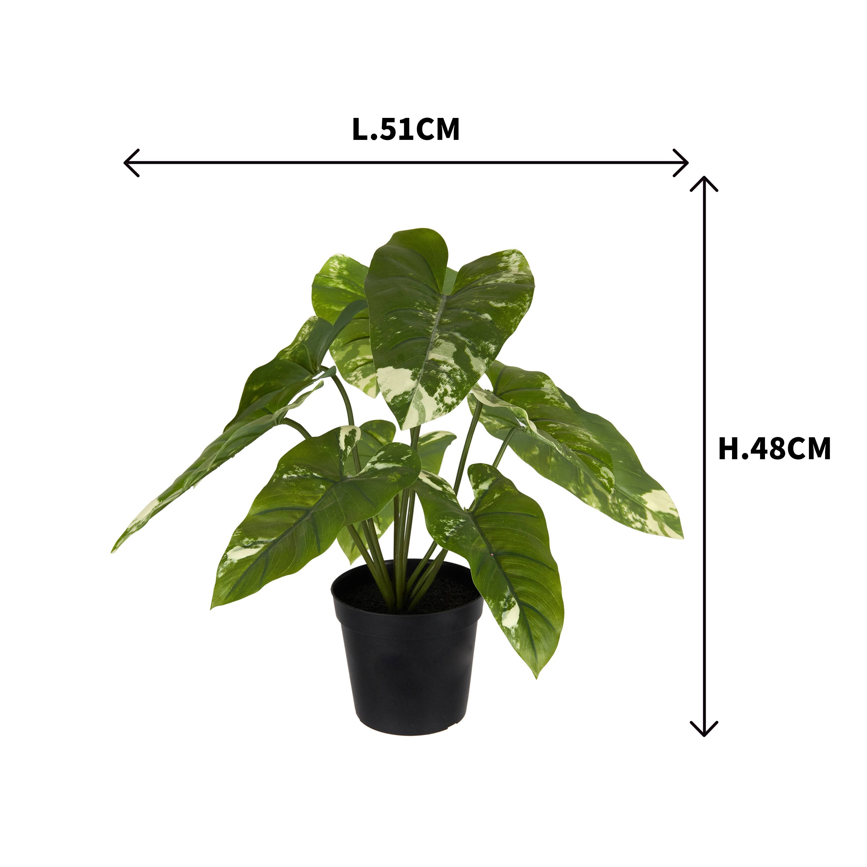 Ecloz - Alocasia panachée artificielle en pot - H. 51 cm - ECLOZ - Image 5