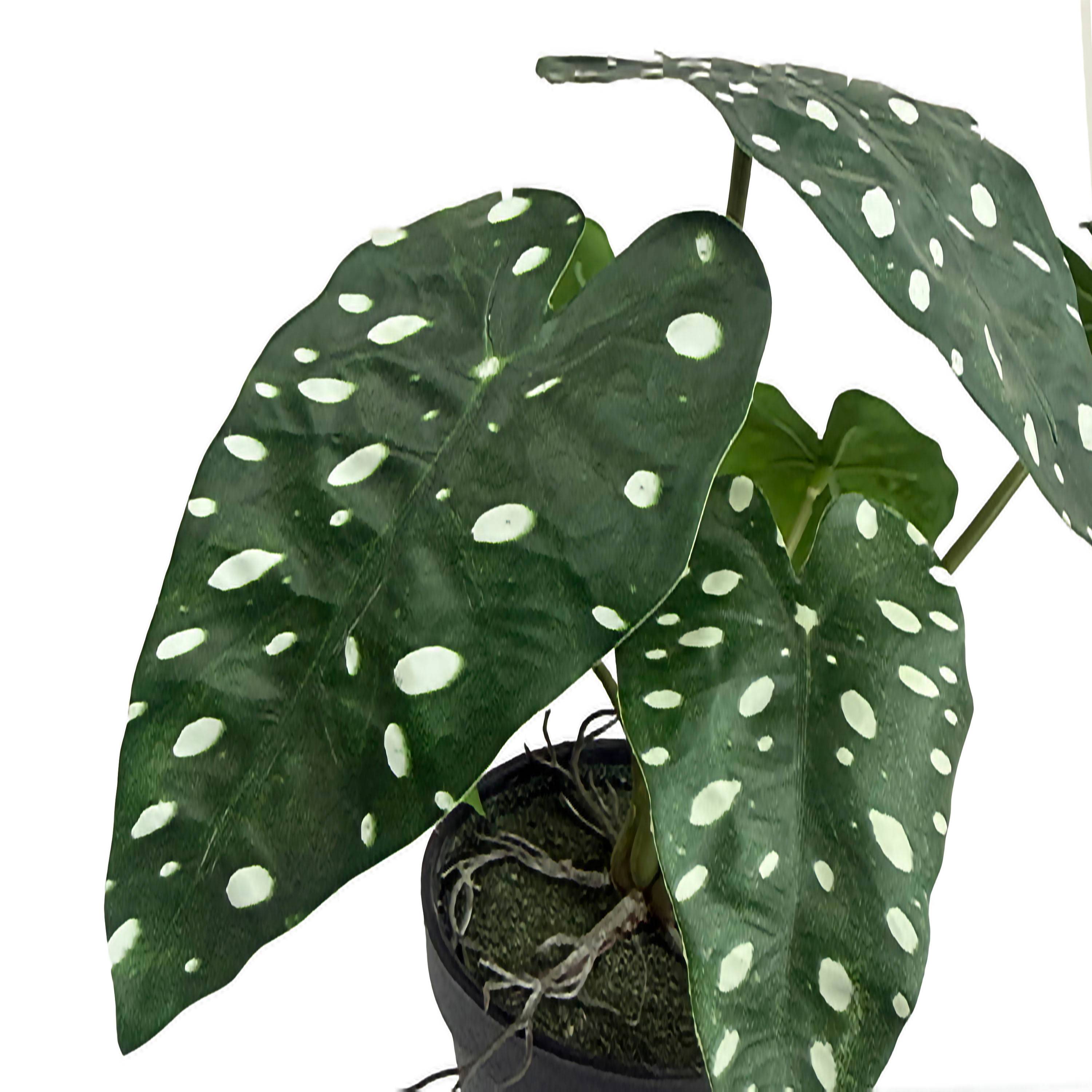 Ecloz - Bégonia tacheté artificiel blanc en pot - H. 27 cm - ECLOZ - Image 3