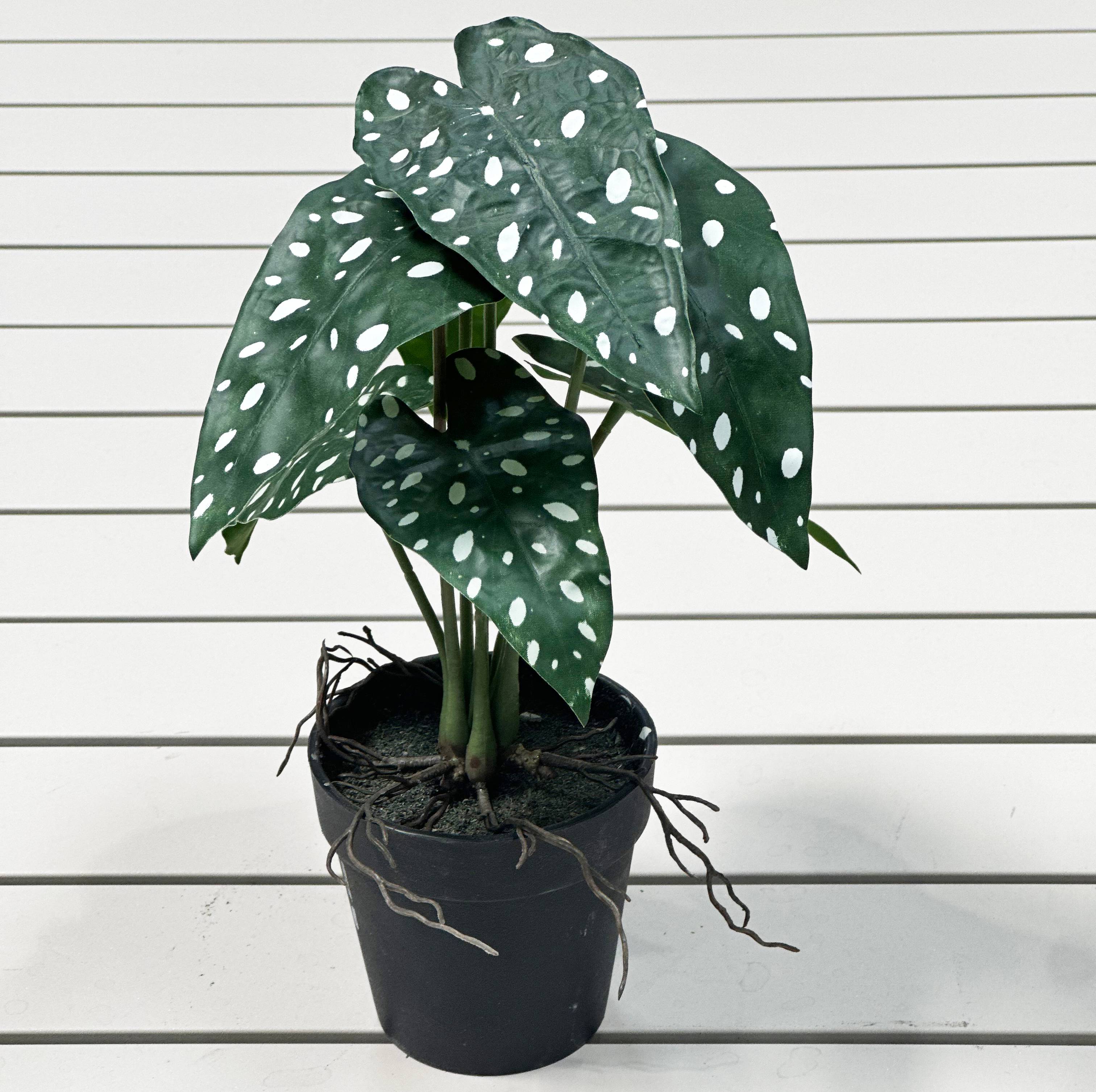 Ecloz - Begonia manchado artificial blanco en maceta - H. 27 cm - ECLOZ - Imagen 4