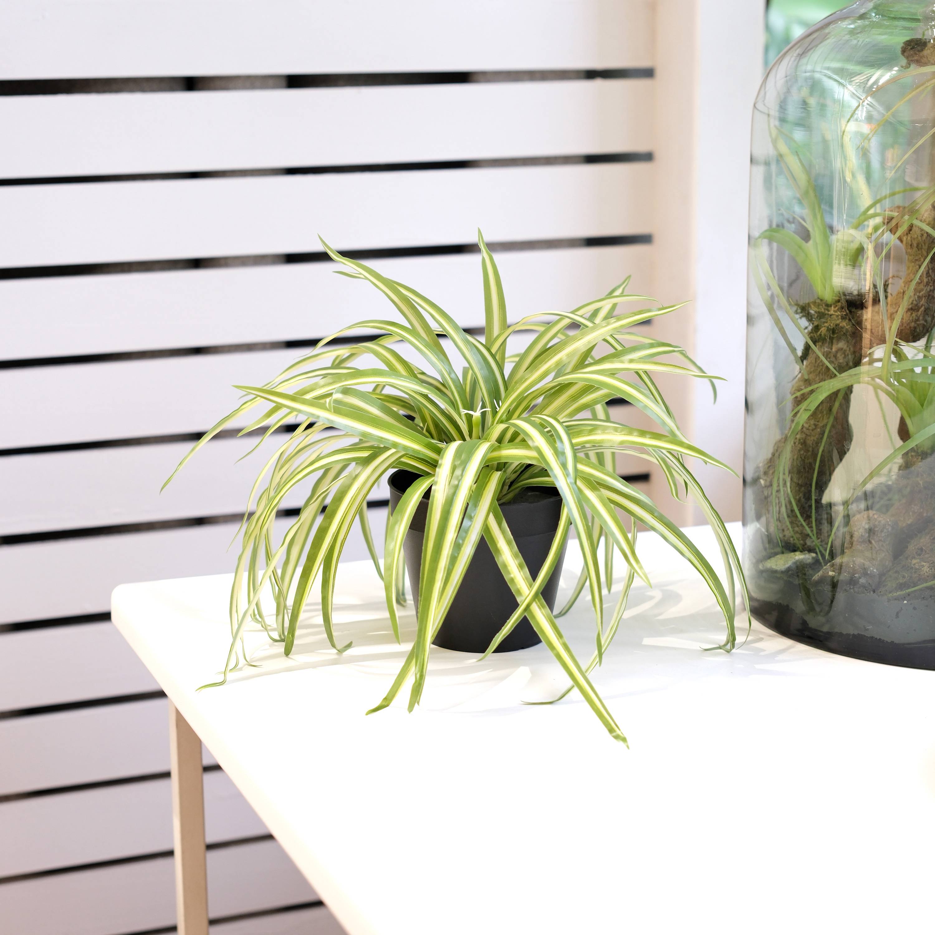 Ecloz - Chlorophytum artificiel en pot - H. 27 cm - ECLOZ - Image 2