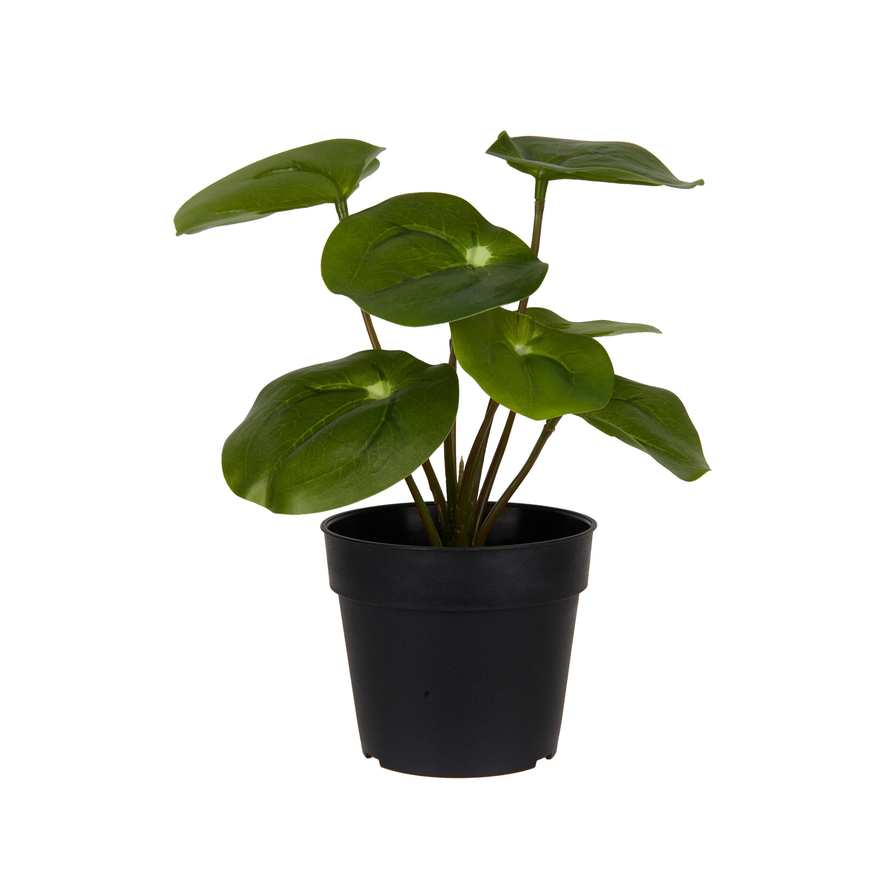 Ecloz - Piléa artificiel en pot - H. 20 cm - ECLOZ - Image 1