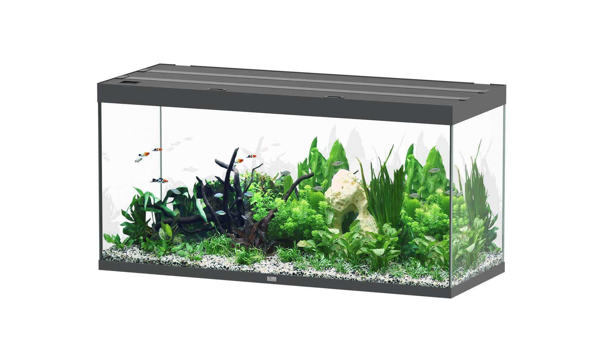 Aquatlantis - Aquarium pour poissons Sublime Ultra Gris Brillant 545 L - Aquatlantis - Image 1